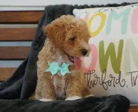 Chandler, a male Maltipoo for sale in Trenton, TN – 5 of 5
