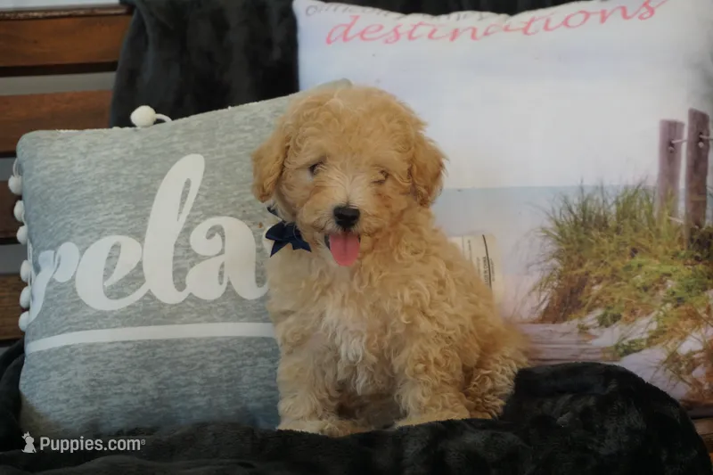 Charlie – Maltipoo puppy for sale in Trenton, TN