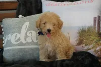 Charlie, a male Maltipoo for sale in Trenton, TN – 1 of 6