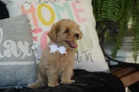 Champ, a male Maltipoo for sale in Trenton, TN – 2 of 5