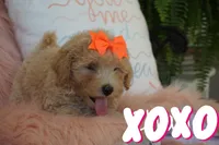 Chanelle, a female Maltipoo for sale in Trenton, TN – 5 of 5