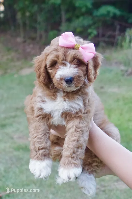Fiona – Cavapoo puppy for sale in Trenton, TN