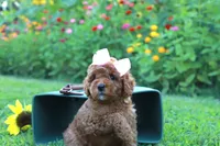 Zula, a female Miniature Goldendoodle for sale in Trenton, TN – 3 of 4