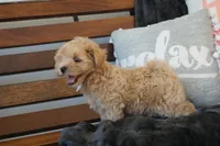 Champ, a male Maltipoo for sale in Trenton, TN – 5 of 5