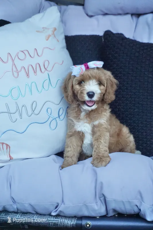 Falon – Cavapoo puppy for sale in Trenton, TN