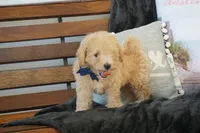 Charlie, a male Maltipoo for sale in Trenton, TN – 6 of 6