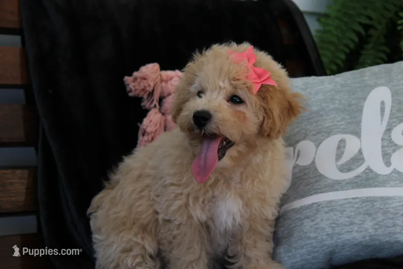 Chanelle – Maltipoo puppy for sale in Trenton, TN