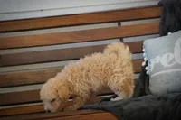 Charlie, a male Maltipoo for sale in Trenton, TN – 5 of 6