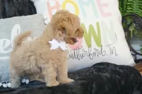 Champ, a male Maltipoo for sale in Trenton, TN – 4 of 5