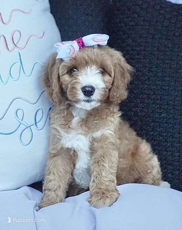Falon – Cavapoo puppy for sale in Trenton, TN