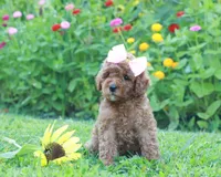 Zula, a female Miniature Goldendoodle for sale in Trenton, TN – 4 of 4