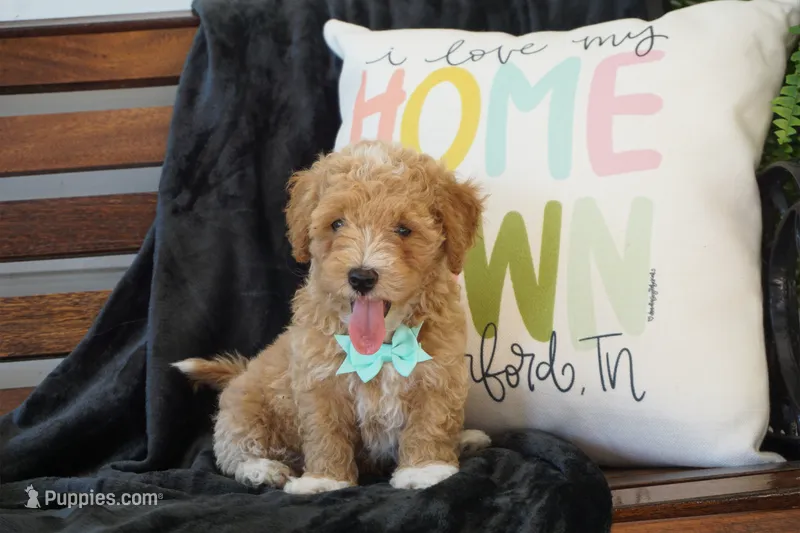 Chandler – Maltipoo puppy for sale in Trenton, TN