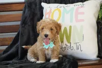 Chandler, a male Maltipoo for sale in Trenton, TN – 4 of 5