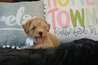 Champ, a male Maltipoo for sale in Trenton, TN – 3 of 5