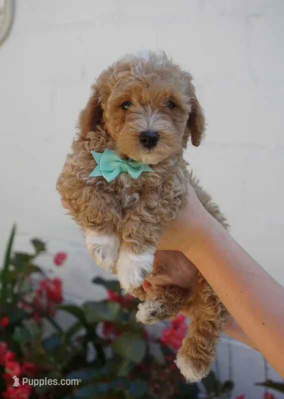 Chandler, a male Maltipoo for sale in Trenton, TN – 1 of 5