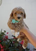 Chandler, a male Maltipoo for sale in Trenton, TN – 1 of 5