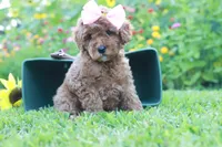 Zula, a female Miniature Goldendoodle for sale in Trenton, TN – 2 of 4