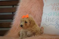 Chanel, a female Maltipoo for sale in Trenton, TN – 2 of 5