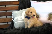 Charlie, a male Maltipoo for sale in Trenton, TN – 3 of 6