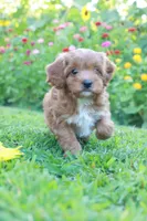 Zuzu, a female Cavapoo for sale in Trenton, TN – 2 of 5