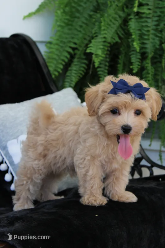 Champ – Maltipoo puppy for sale in Trenton, TN