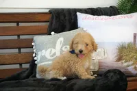 Charlie, a male Maltipoo for sale in Trenton, TN – 4 of 6