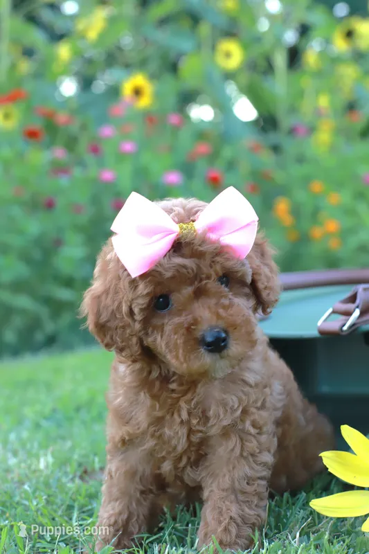 Zula – Miniature Goldendoodle puppy for sale in Trenton, TN