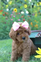 Zula, a female Miniature Goldendoodle for sale in Trenton, TN – 1 of 4