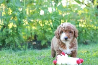 Ziggy, a male Miniature Goldendoodle for sale in Trenton, TN – 2 of 3