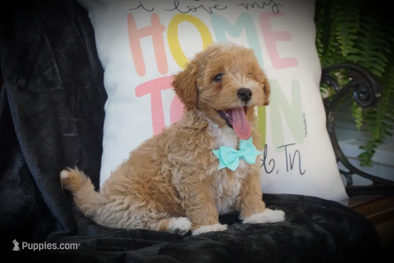 Chandler – Maltipoo puppy for sale in Trenton, TN