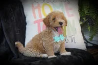 Chandler, a male Maltipoo for sale in Trenton, TN – 2 of 5