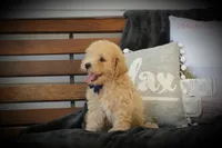 Charlie, a male Maltipoo for sale in Trenton, TN – 2 of 6