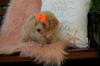 Chanel, a female Maltipoo for sale in Trenton, TN – 3 of 5
