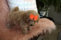 Chanel, a female Maltipoo for sale in Trenton, TN – 4 of 5