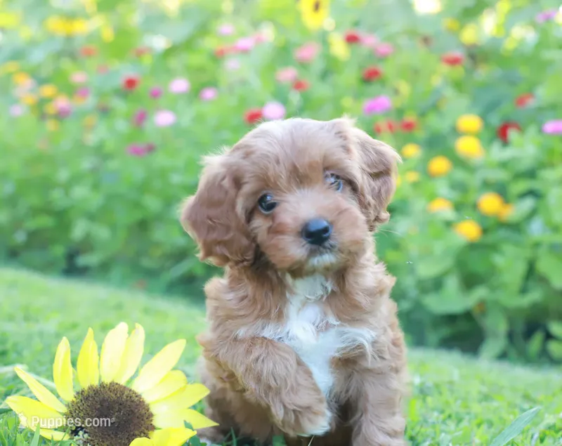 Zuzu – Cavapoo puppy for sale in Trenton, TN