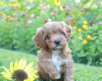 Zuzu, a female Cavapoo for sale in Trenton, TN – 1 of 5