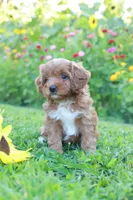 Zuzu, a female Cavapoo for sale in Trenton, TN – 3 of 5