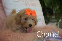 Chanel, a female Maltipoo for sale in Trenton, TN – 5 of 5