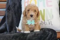 Chandler, a male Maltipoo for sale in Trenton, TN – 3 of 5