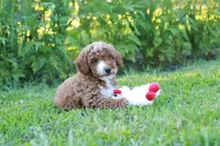 Ziggy, a male Miniature Goldendoodle for sale in Trenton, TN – 3 of 3