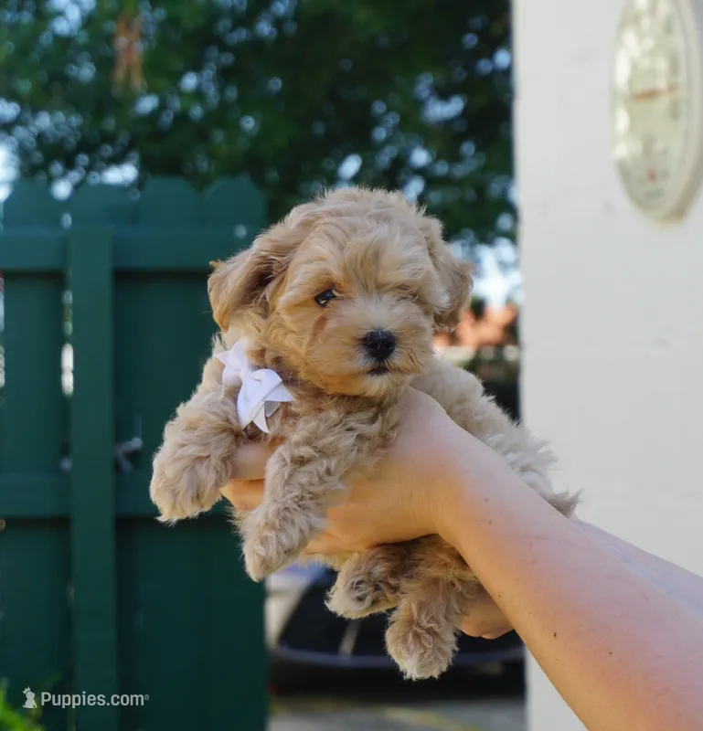 Champ – Maltipoo puppy for sale in Trenton, TN