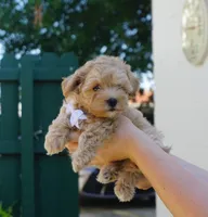 Champ, a male Maltipoo for sale in Trenton, TN – 1 of 5