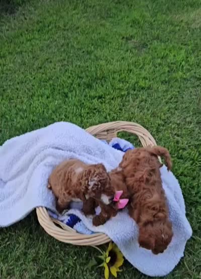 Zuzu, a female Cavapoo for sale in Trenton, TN – 5 of 5
