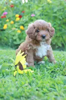 Zuzu, a female Cavapoo for sale in Trenton, TN – 4 of 5