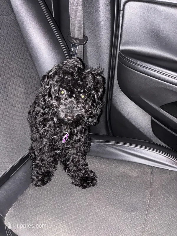 Bailey  – Poodle - Toy  puppy for sale in Houston, TX