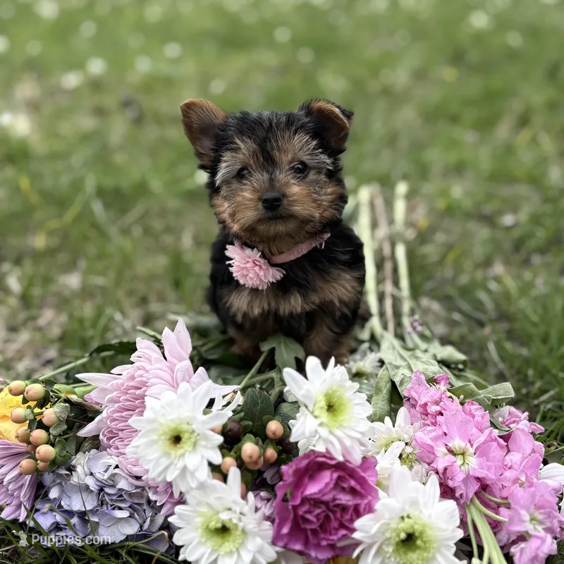 Princess Alani – Yorkshire Terrier puppy for sale in Shorter, AL