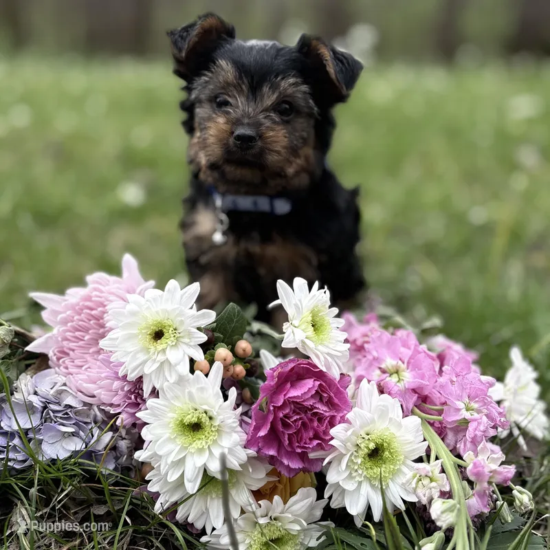 Duke Duncan – Yorkshire Terrier puppy for sale in Shorter, AL