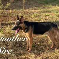 Sussie , a female Belgian Malinois and German Shepherd Dog for sale in Streetman, TX – Photo 8 of 9