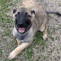 Sussie , a female Belgian Malinois and German Shepherd Dog for sale in Streetman, TX – Photo 2 of 9