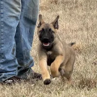 Sussie , a female Belgian Malinois and German Shepherd Dog for sale in Streetman, TX – Photo 6 of 9